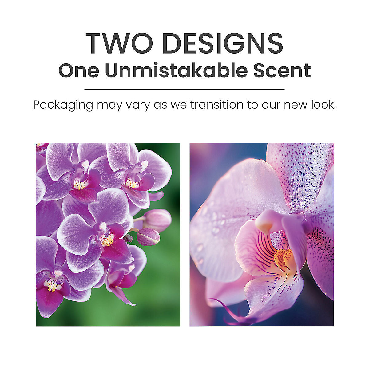 Wild Orchid Car Jar® Ultimate - US 71955