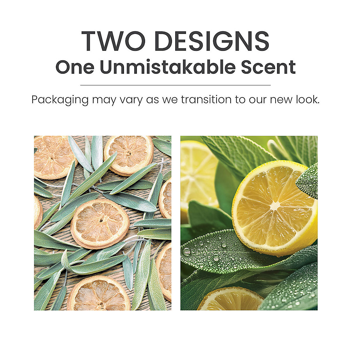 Sage & Citrus Scenterpiece® Easy MeltCup - US 84107