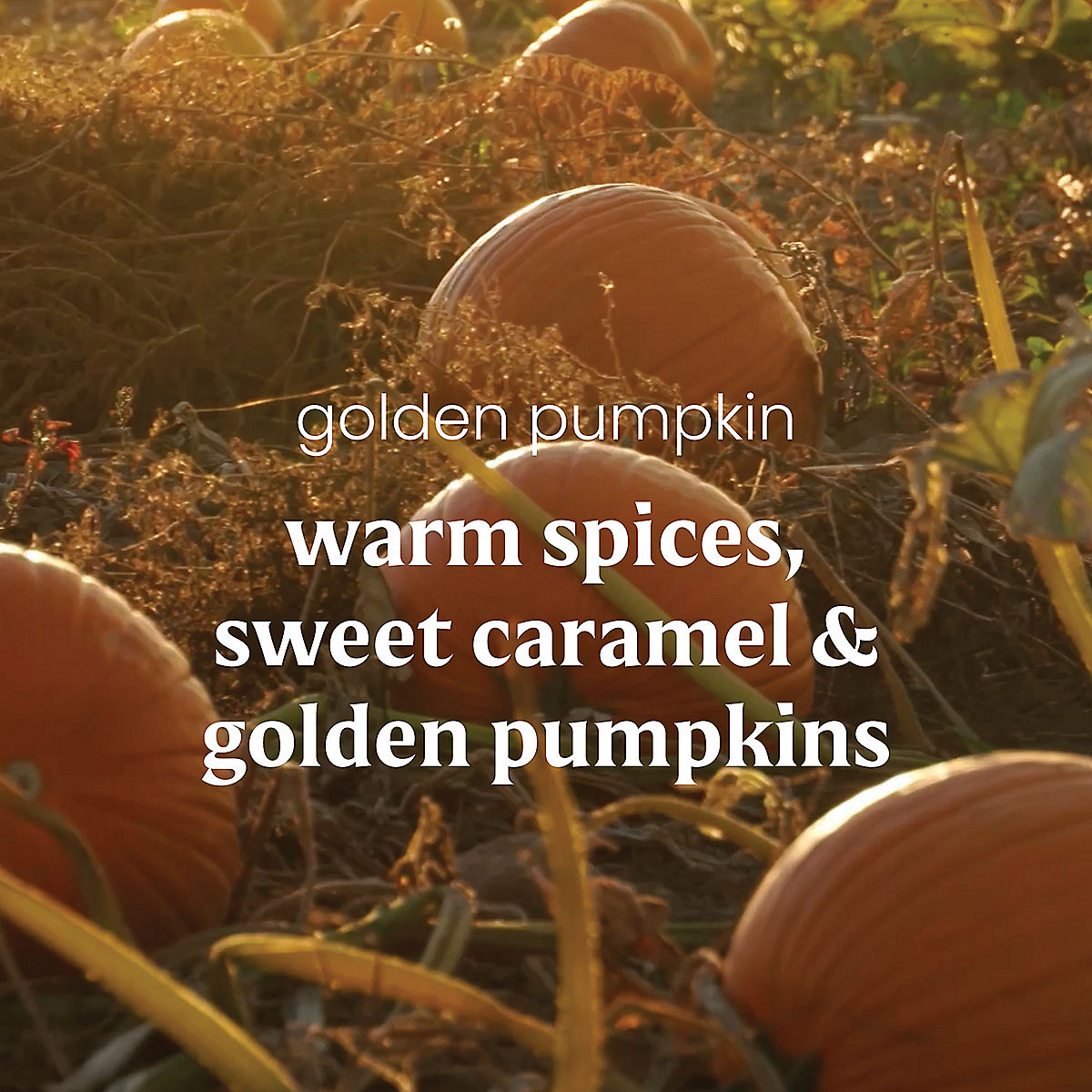 Golden Pumpkin - US 54357