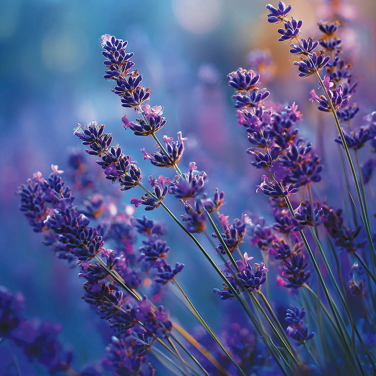 Lavender Dusk Original Large Jar Candle - US 07199
